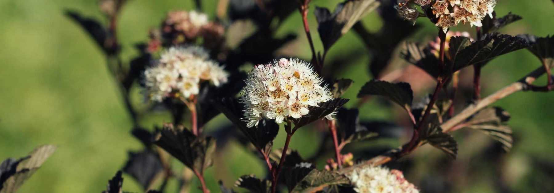 Choisir un Physocarpus