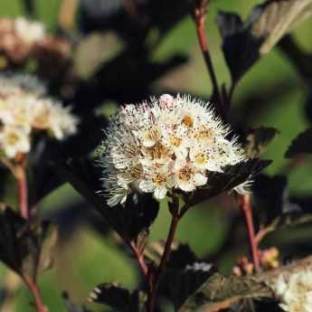 Choisir un Physocarpus