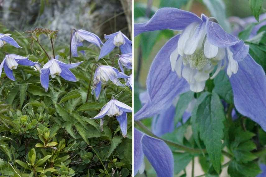 grimpantes à fleurs bleues, les plus belles grimpantes bleues, grimpantes bleues indispensables