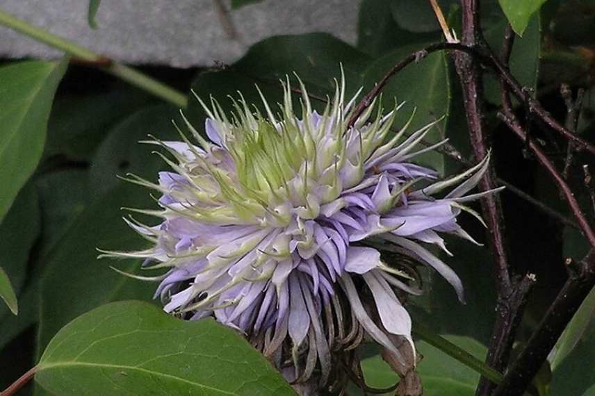 grimpantes à fleurs bleues, les plus belles grimpantes bleues, grimpantes bleues indispensables