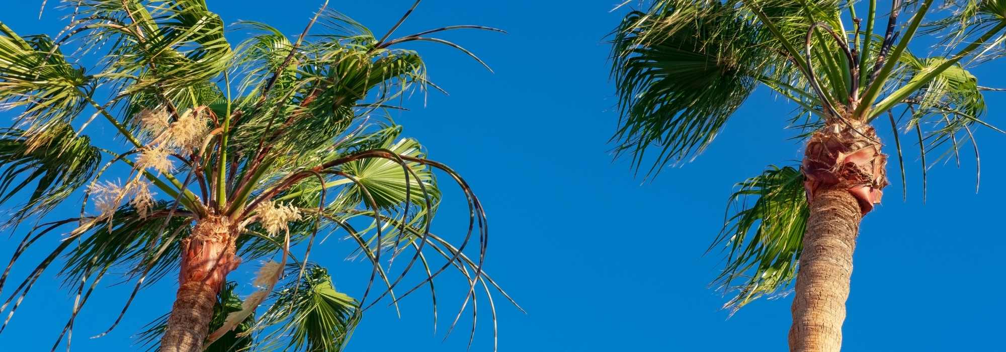 Plan de construction pour l'abri hivernal d'un palmier