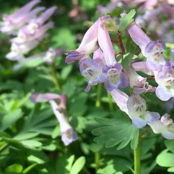 Associer les Corydalis