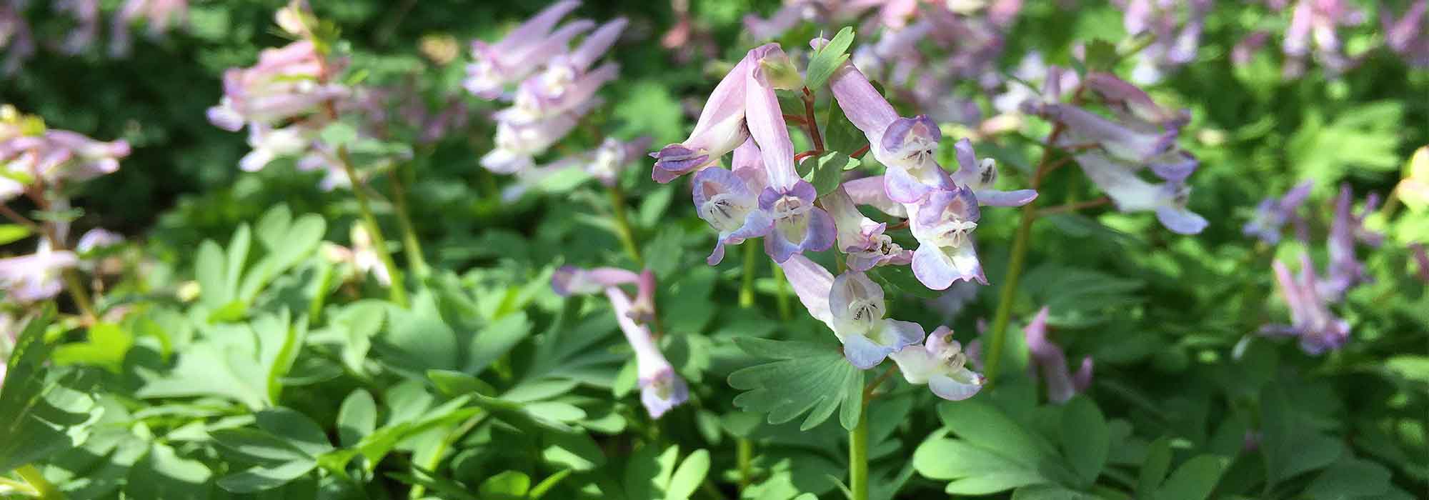 Associer les Corydalis