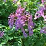 Choisir un Corydalis