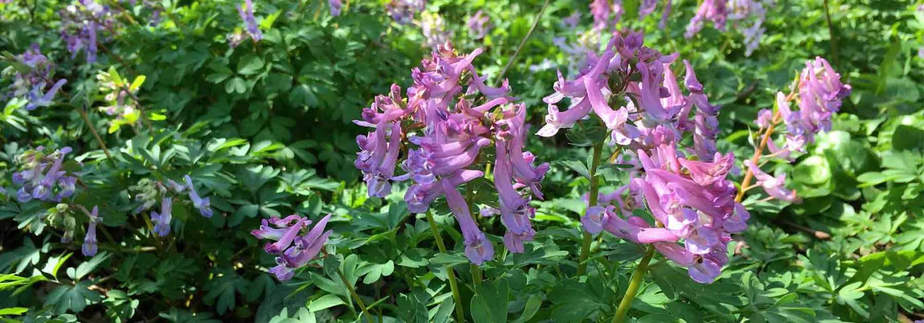 Choisir un Corydalis