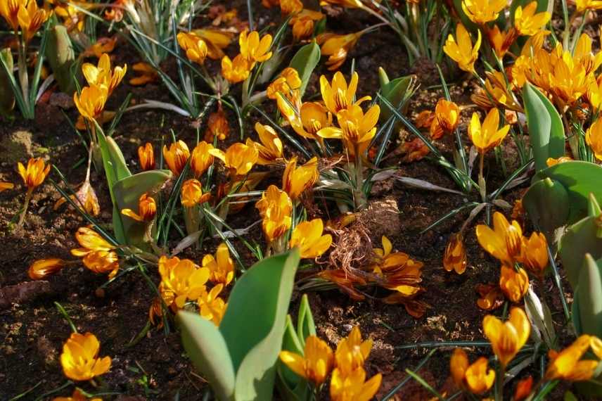 bulbe a fleurs orange, bulbe floraison orange, vivace bulbeuse orange