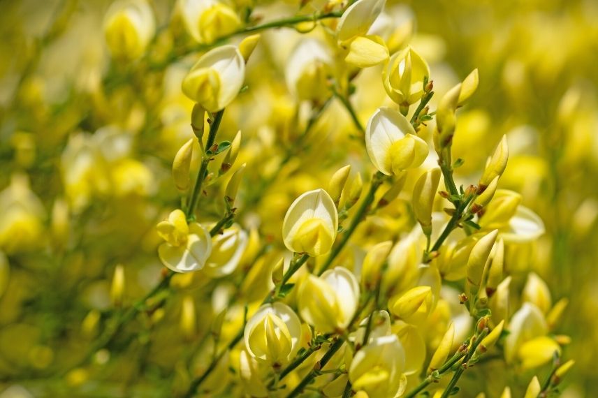 Les plus beaux arbustes à fleurs jaunes : le Genêt à balais