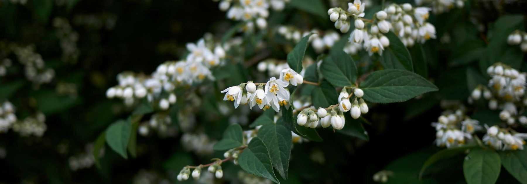 6 Deutzias parfaits pour une haie fleurie