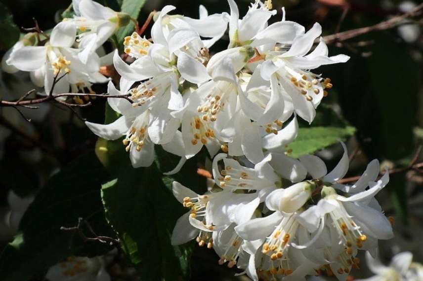 Deutzia pour haie fleurie, Deutzia haie, Deutzie haie, arbuste pour haie fleurie