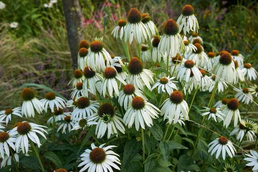 comment reussir ses echinacees, bien planter les echinacees, secrets de culture des echinacees