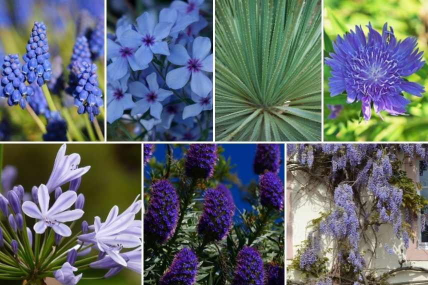 jardin bleu, aménager un jardin bleu, conseil jardin bleu, comment concevoir un jardin bleu, jardin bleu idées, jardin bleu associations