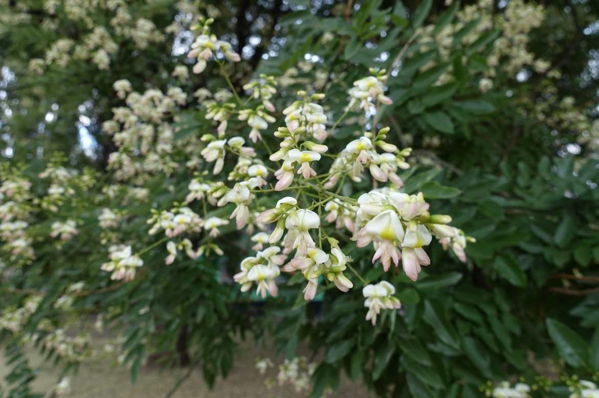 Sophora, Sophora japonica, arbre des pagodes