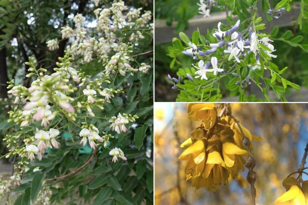 Sophora, Sophora japonica, arbre des pagodes