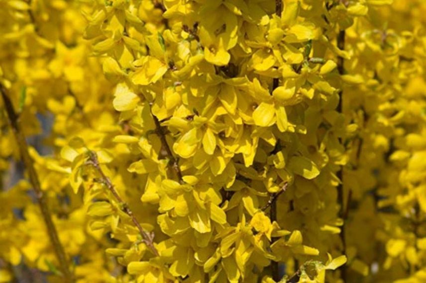 Les plus beaux arbustes à fleurs jaunes : le Forsythia