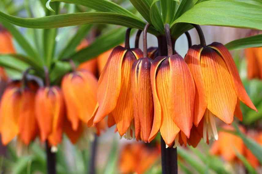 bulbe a fleurs orange, bulbe floraison orange, vivace bulbeuse orange