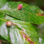 Galles des plantes : Qu'est-ce que c'est ?