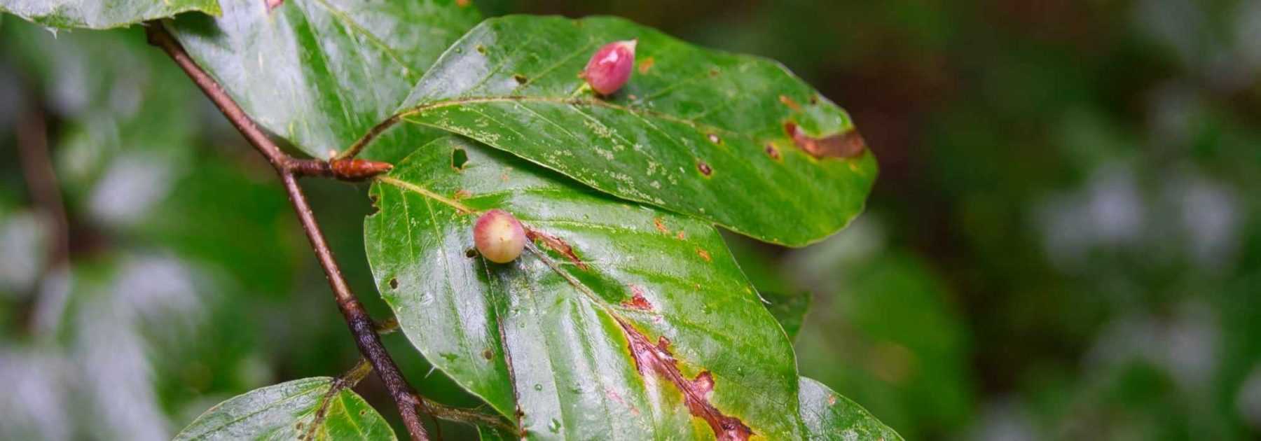 Galles des plantes : Qu'est-ce que c'est ?