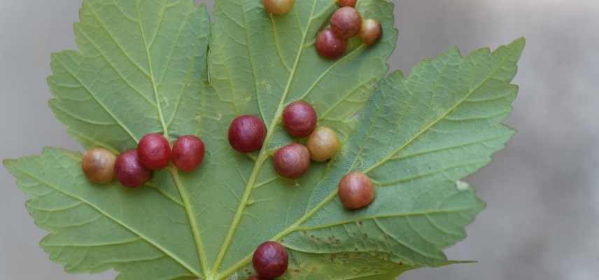 galle des plantes, galle plante, cécidie