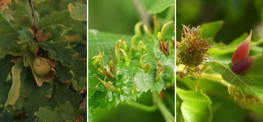 galle des plantes, galle plante, cécidie