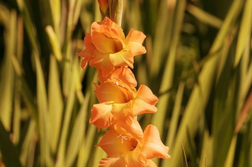 bulbe a fleurs orange, bulbe floraison orange, vivace bulbeuse orange