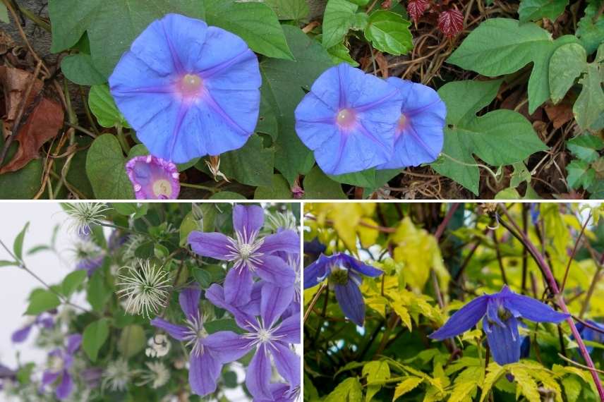 grimpantes à fleurs bleues, les plus belles grimpantes bleues, grimpantes bleues indispensables