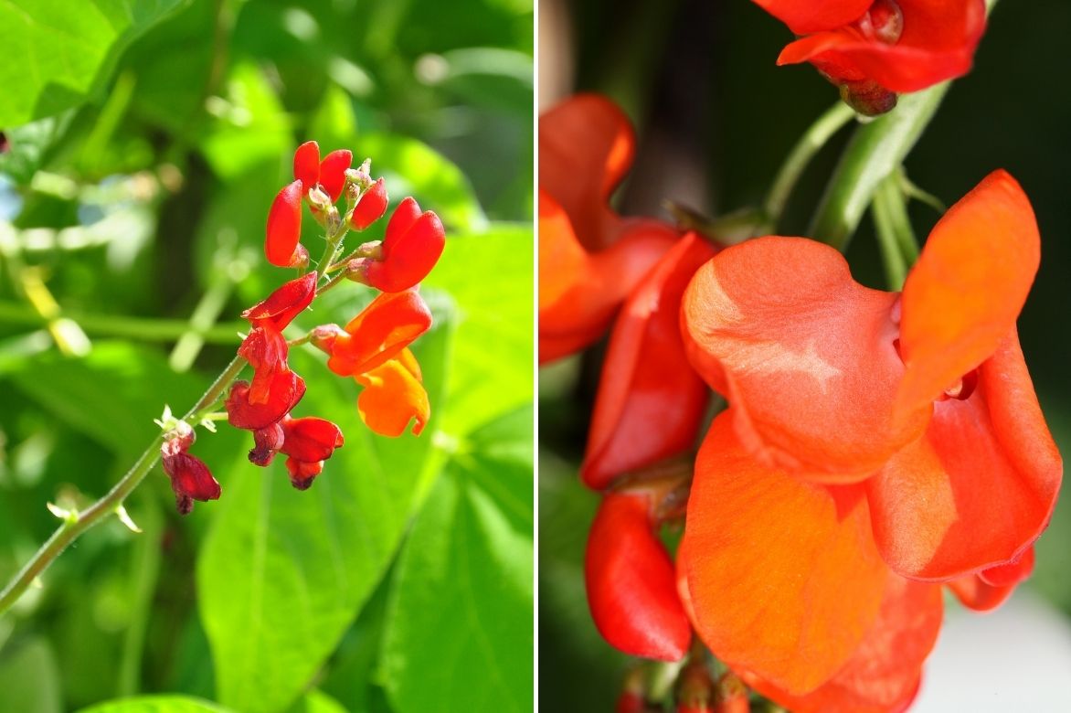 Haricot d'Espagne - phaseolus coccineus 