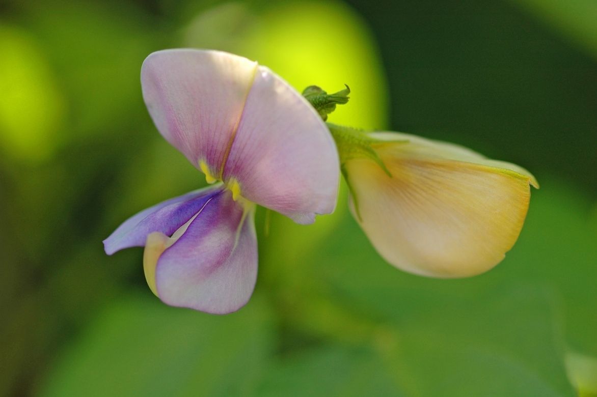 Haricot kilomètre - Vigna unguiculata subsp. sesquipedalis