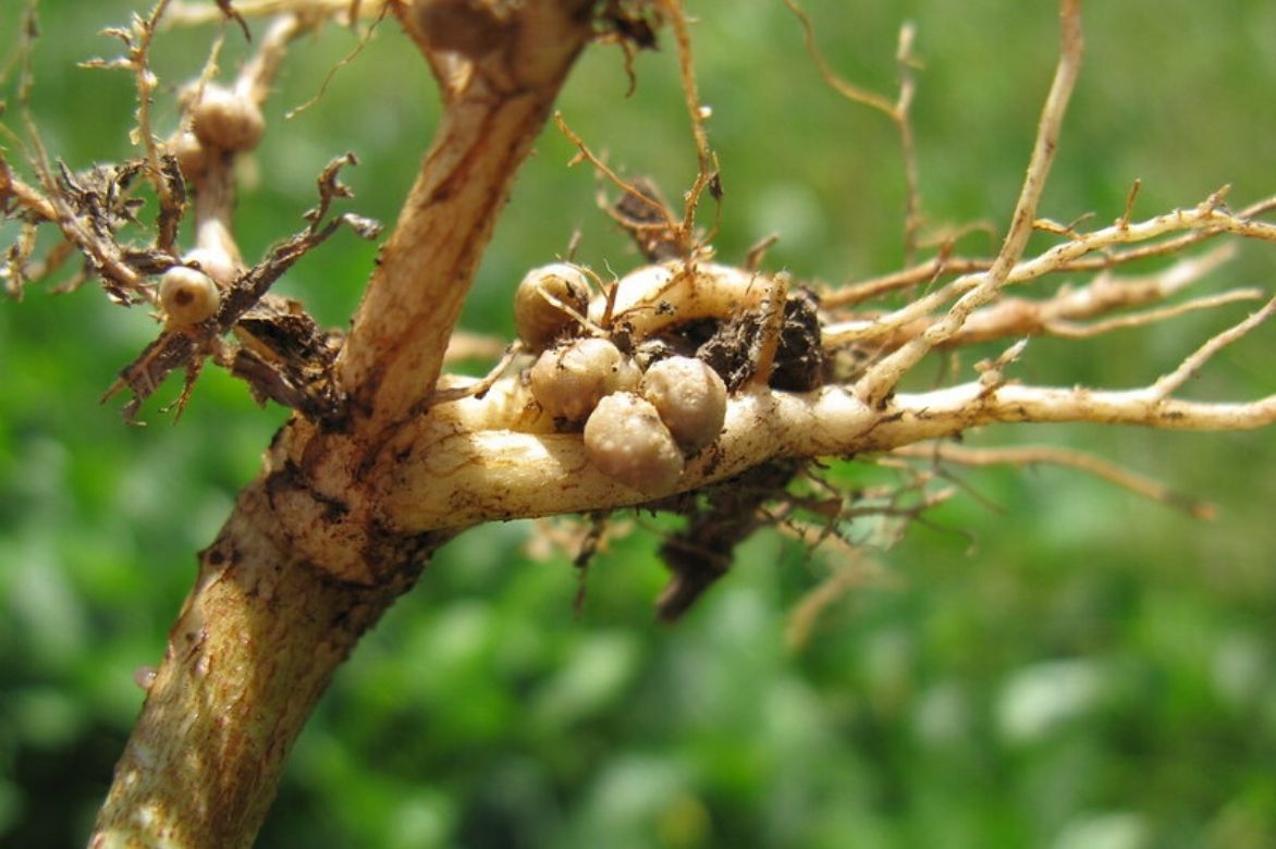 Haricot kilomètre - Vigna unguiculata subsp. sesquipedalis