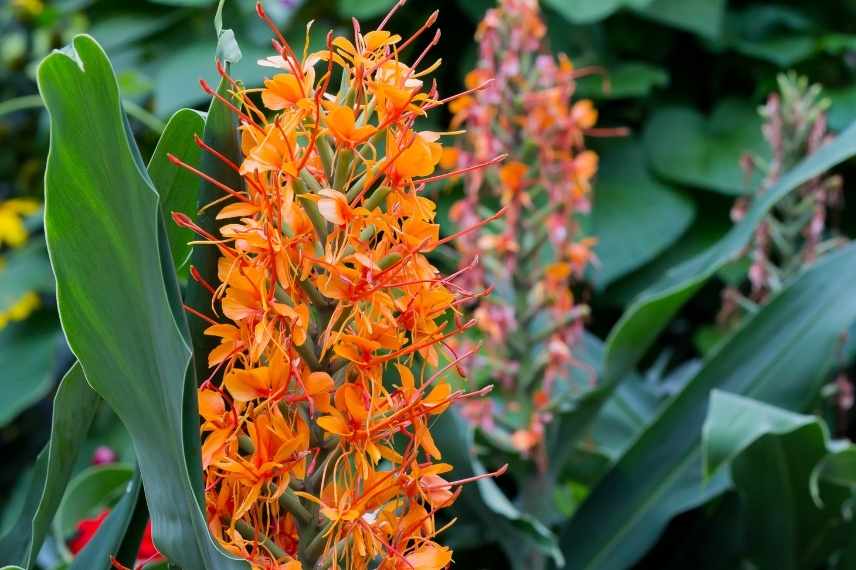 bulbe a fleurs orange été, bulbe floraison orange, vivace bulbeuse orange été