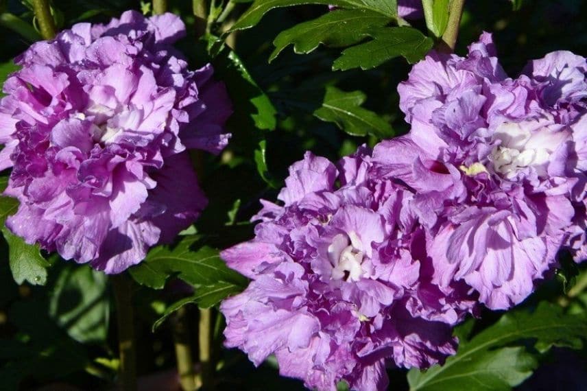 arbustes à fleurs violettes