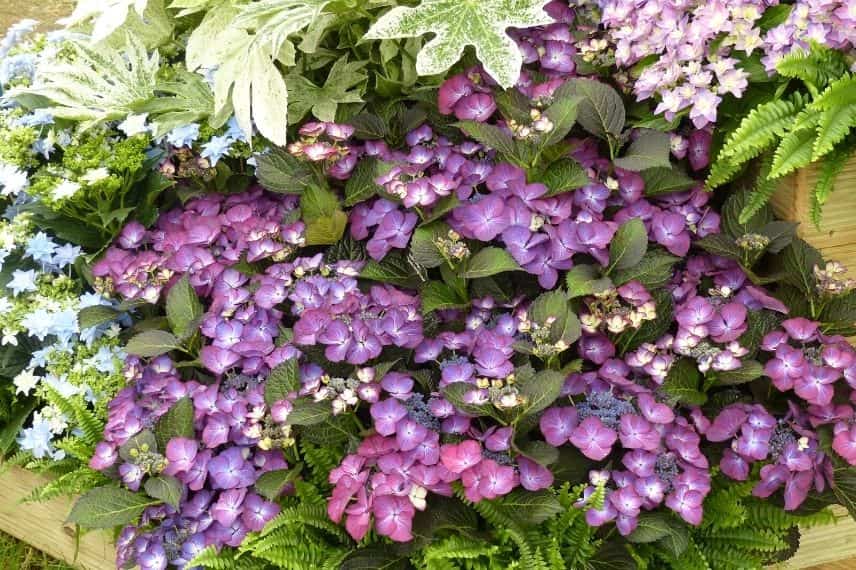 arbuste fleurs violettes