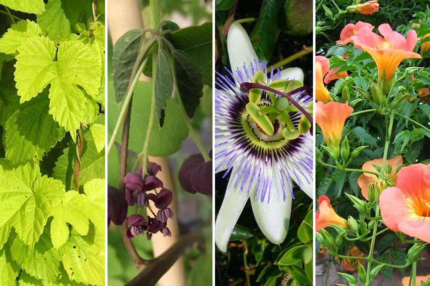 Associer le bananier avec des lianes