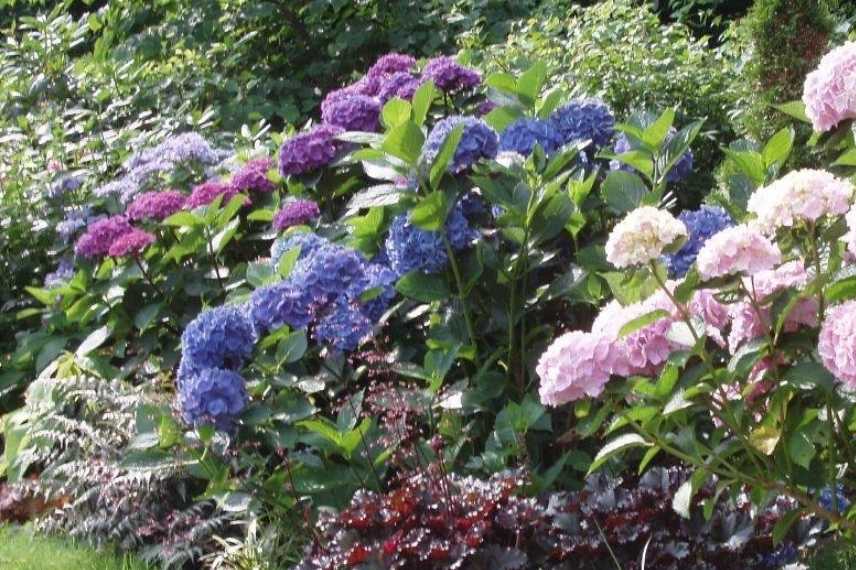 jardin bleu, aménager un jardin bleu, conseil jardin bleu, comment concevoir un jardin bleu, jardin bleu idées, jardin bleu associations