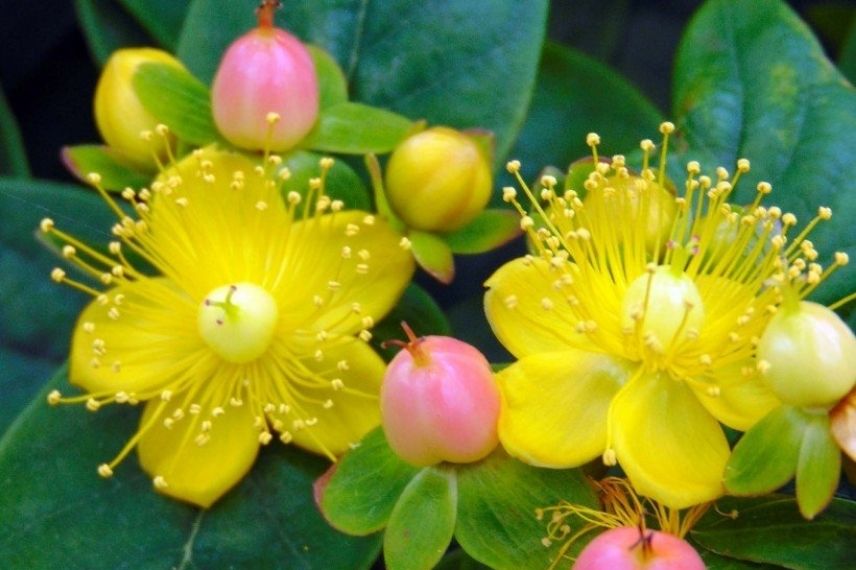 associer le millepertuis ou hypericum