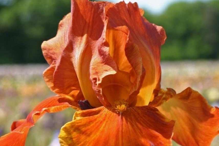 vivaces à fleurs orange, vivace orange, vivace couleur orange