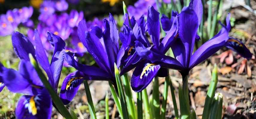 9 bulbes de printempsà fleurs bleues qu'il faut avoir au jardin