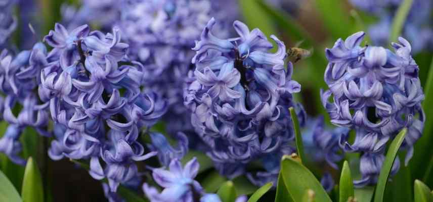 bulbe à fleur bleue, bulbe à floraison bleue, bulbe printemps bleu, bulbe printannier bleu
