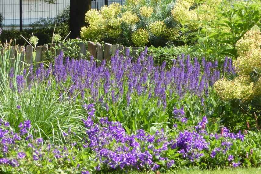 jardin bleu, aménager un jardin bleu, conseil jardin bleu, comment concevoir un jardin bleu, jardin bleu idées, jardin bleu associations