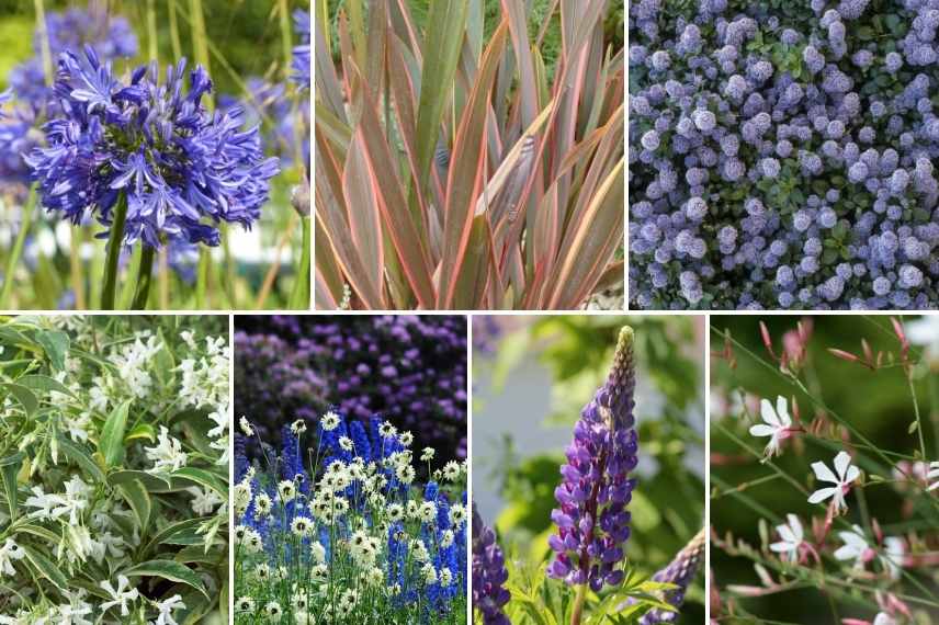 jardin bleu, aménager un jardin bleu, conseil jardin bleu, comment concevoir un jardin bleu, jardin bleu idées, jardin bleu associations