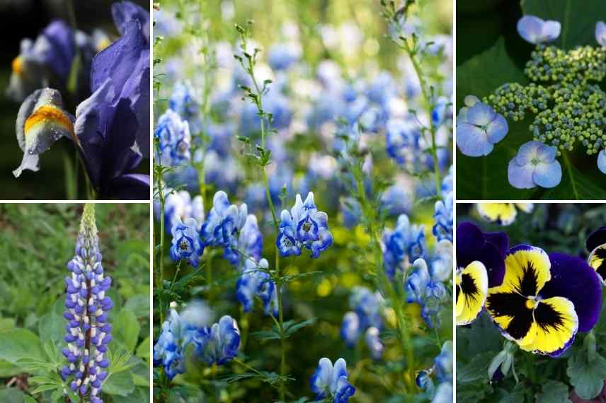 jardin bleu, aménager un jardin bleu, conseil jardin bleu, comment concevoir un jardin bleu, jardin bleu idées, jardin bleu associations