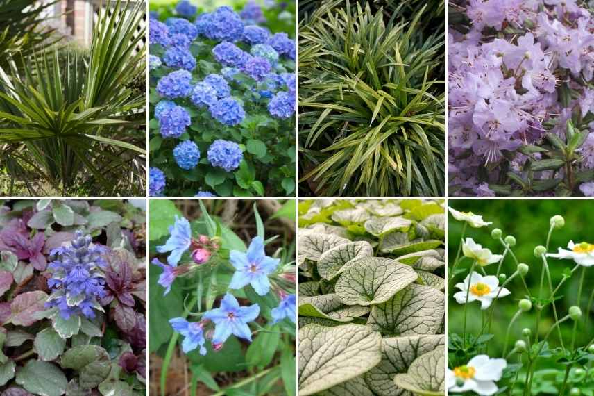 Aménager un jardin bleu