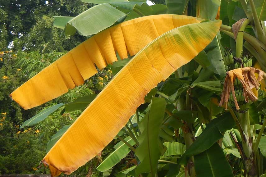 Maladie du bananier : jaunissement des feuilles