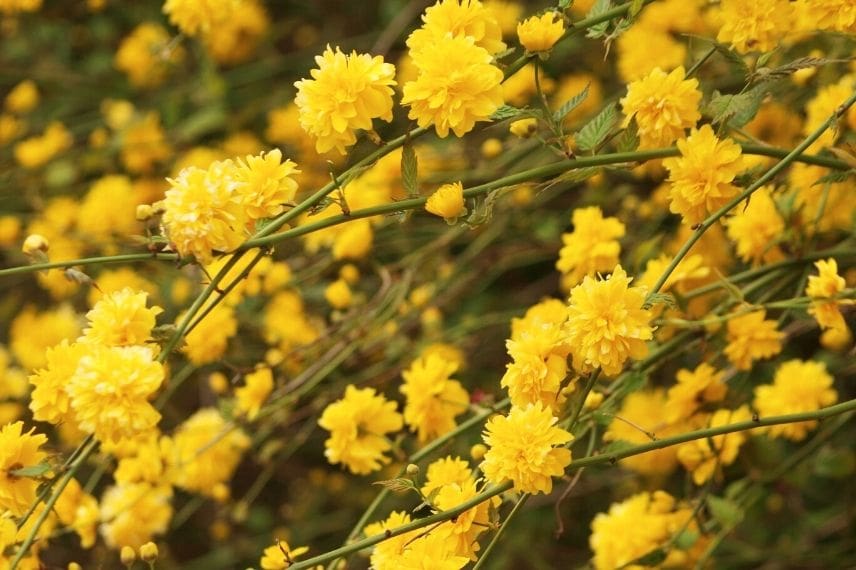 Les plus beaux arbustes à fleurs jaunes : le Kerria