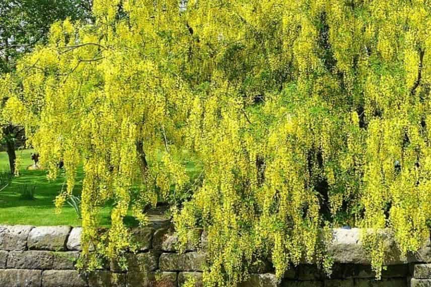 Les fleurs jaunes du cytise Laburnum alpinum 'Pendulum'