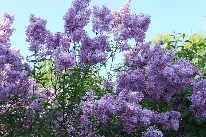 arbustes à fleurs violettes