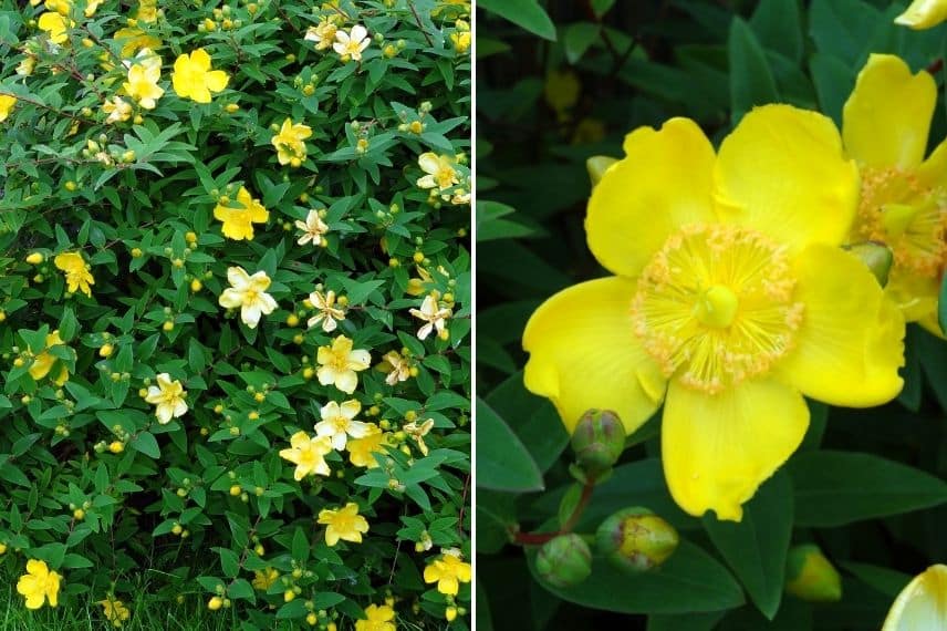 Les plus beaux arbustes à fleurs jaunes : le Millepertuis