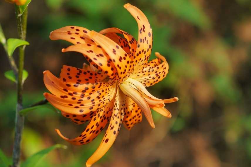 bulbe a fleurs orange, bulbe floraison orange, vivace bulbeuse orange