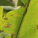 Maladies et parasites des bananiers