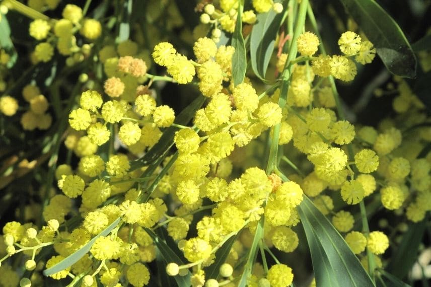 Les plus beaux arbustes à fleurs jaunes : le Mimosa