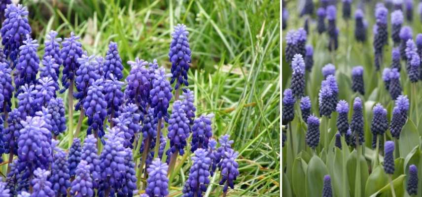 9 bulbes de printempsà fleurs bleues qu'il faut avoir au jardin